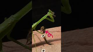 Courageous Honeybee Knocks Praying Mantis Off Balance [upl. by Kristi]