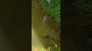 Turtles birds and cats Gozalandia Waterfalls Puerto Rico 🇵🇷 [upl. by Nanerb963]