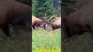 Bonehead shedding his velvet at 4 years old deer velvet shedding animals facts youtube [upl. by Uella137]