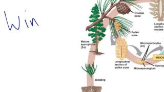 Gymnosperm Reproduction [upl. by Vahe]