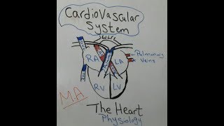 Physiology 707CVS1IntroductionMedical [upl. by Gotthelf]