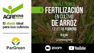 Fertilización exitosa en cultivo de arroz [upl. by Ardelis243]