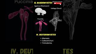 Examples of Fungi Phycomycetes Basidiomycetes Ascomycetes Fungi imperfecti [upl. by Enelrahs]