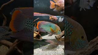 The Gold Saum Cichlid Andinoacara Rivulatus [upl. by Gow]