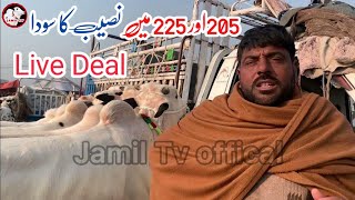 mandra mandi today 2024 Latest update ll Live deal ll Domail mandi ll Part 1 Jamil tv [upl. by Anicul]