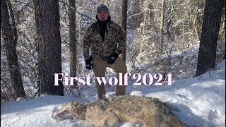 Washington State Wolf Trapping Colville Rez Snared Wolf 🐺 [upl. by Artaed610]