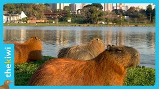 Capybaras invade a neighborhood in Buenos Aires or they recover their territories [upl. by Fabrin]