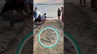 Baby sea turtles run to open waters 🌊🐢 🎥 Ariel firmansyah via ViralHog [upl. by Sansone]