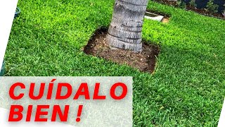 😃 PASOS para CUIDAR tu pasto en rollo RECIÉN sembrado [upl. by Adnaloj947]