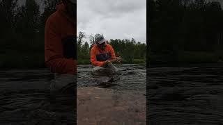 flyfishing trout troutfishing outdoors fish [upl. by Ilyah998]