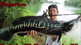 魚虎 Tulala Giant Snakehead [upl. by Oicram]