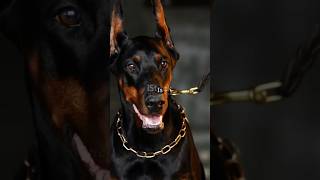 Doberman training tips petlovers pets pet dog doglover doglover shorts train training dogs [upl. by Azar]