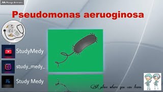 Pseudomonas aeruginosaPseudomonas aeruginosa [upl. by Arel]