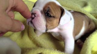 English Bulldog Puppies 4 weeks old [upl. by Siclari]