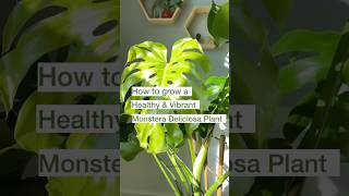 How to grow a healthy Monstera Deliciosa Plant 🪴monstera plantcare monsteradeliciosa plants [upl. by Hultin]