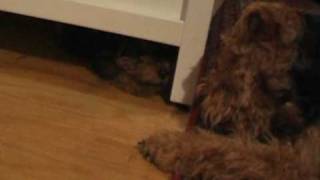 Wild Welsh Terrier Puppy under the wardrobe [upl. by Eecal]