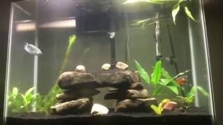 37 GALLON TALL COMMUNITY GOURAMI AQUARIUM [upl. by Ninette]