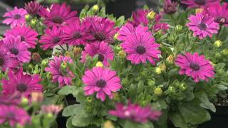 African Daisy  Southern Gardening Television [upl. by Sproul]