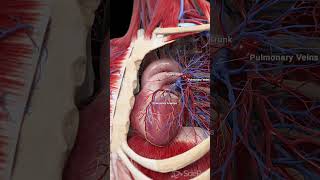 💓 The Heart and Pulmonary Blood Vessels Key Players in Circulation 💓 [upl. by Vanda408]