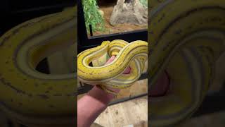 Hypo Platty Tiger Reticulated Python backstreetboys music snake reptiles shorts diy [upl. by Atteras]