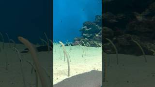 Spotted garden eel✨🎣 ocean sea water spotted garden eel eels cute underthesea aquarium [upl. by Daisi]