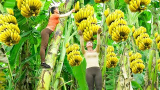 Harvesting A Lot Of Banana Goes To The Market Sell  Banana Garden  Tiểu Vân Daily Life [upl. by Nwahshar]