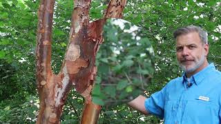 Paperbark maple Acer griseum  Plant Identification [upl. by Collen]