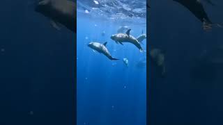 Rhythmic songs of melonheaded whales  Fuvahmulah Maldives [upl. by Block]