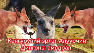 Австралийн алуурчин Динго нохойны түүх Гоё Түүхүүд Goy tuuhuud mongol heleer kino duu 2024 [upl. by Michella]