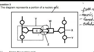 DNA and MEIOSIS QUESTIONS LIFE SCIENCES P2 THUNDEREDUC BY MSAIDI [upl. by Elolcin]