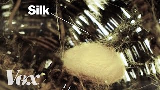 How silkworms make silk [upl. by Oram233]