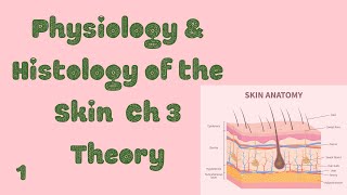 Physiology and Histology of Skin 1 [upl. by Lebana547]