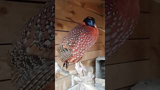 Bażant tragopan tyminek samiec i samica birds aviarylife animals aviary pheasant temminckii [upl. by Evelinn]