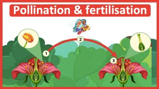 The process of pollination amp fertilisation 🌷 Stepbystep process [upl. by Paff]