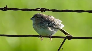 You Have Great Hearing If You Can Hear This Bird Sing [upl. by Whitehouse155]