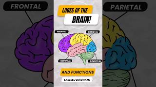 Lobes of the Brain amp Their Functions shorts cerebrum anatomy [upl. by Peckham]