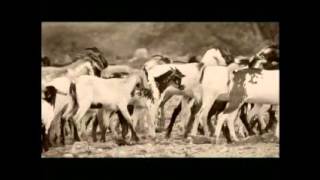 eritrean music bilen sefelal by mehret zerhans [upl. by Nathanson]