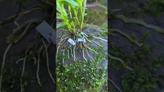 Growing dendrobium nobile on rocks orchid garden plants [upl. by Ynaoj968]