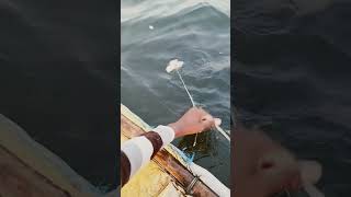 fishing fiish beachfishing fish filefish carpfishing fihing carp fiahing videogama [upl. by Donia]