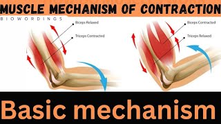 Basic mechanism of muscle contraction and neural control by biowordings [upl. by Pitchford953]