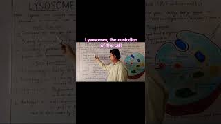 The Lysosomes foryou biology viralvideo trending trendingshorts [upl. by Corley]