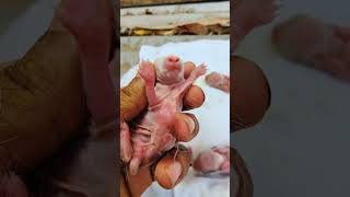 Newborn Rabbit Sounds 544 animal rabat [upl. by Shira]