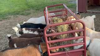 Update on the goats who are we breeding this fall [upl. by Eiramait]