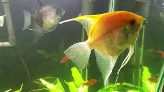 Treating My Angelfish With H2O2 Using a Cotton Swab Hydrogen Peroxide [upl. by Ennaitsirhc]