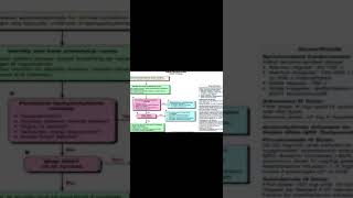 atrioventricular reentry tachycardia AVRT [upl. by Helfand]