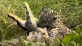 Jaguar 🐆 vs crocodile 🐊 it gets serious in the river 🤯 [upl. by Ibrab]