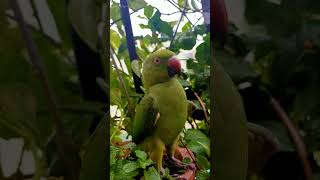 Parrot 🦜 Talking in sweet voiceparrot shots [upl. by Enajyram456]