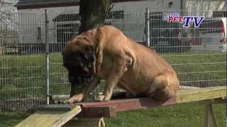 american bandog mastiff 65 months quotVANDAquot [upl. by Ajnot]