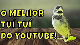 O MELHOR CANTO PARA ESQUENTAR COLEIRO TUI TUI  8 HORAS [upl. by Burnie788]