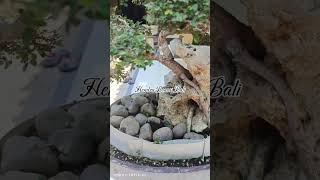 Begini jadinya bonsai ulmus setelah cukur rambut [upl. by Mellins232]